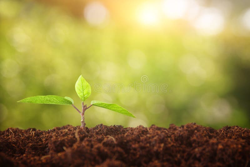 Young plant growing during spring day with bokeh lights