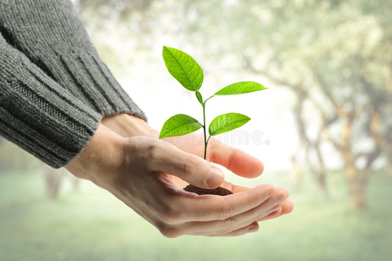 Young plant in human hands stock images
