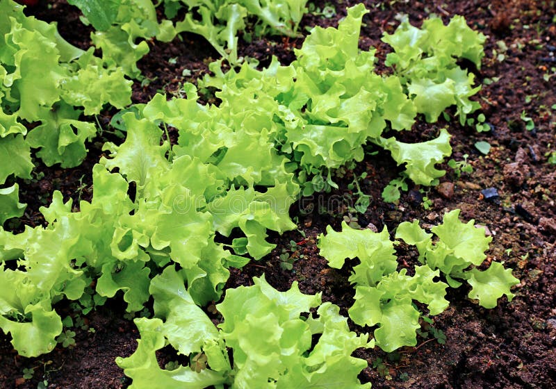 Young plant of lettuce stock image. Image of lettuce 50566821