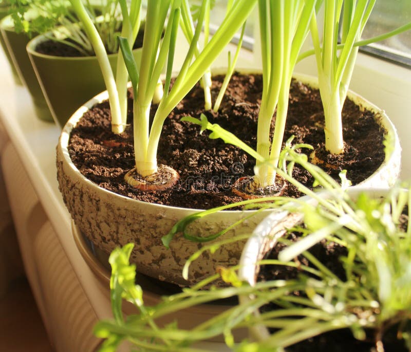 Onion growing plant in pot stock image. Image of garden 51169999