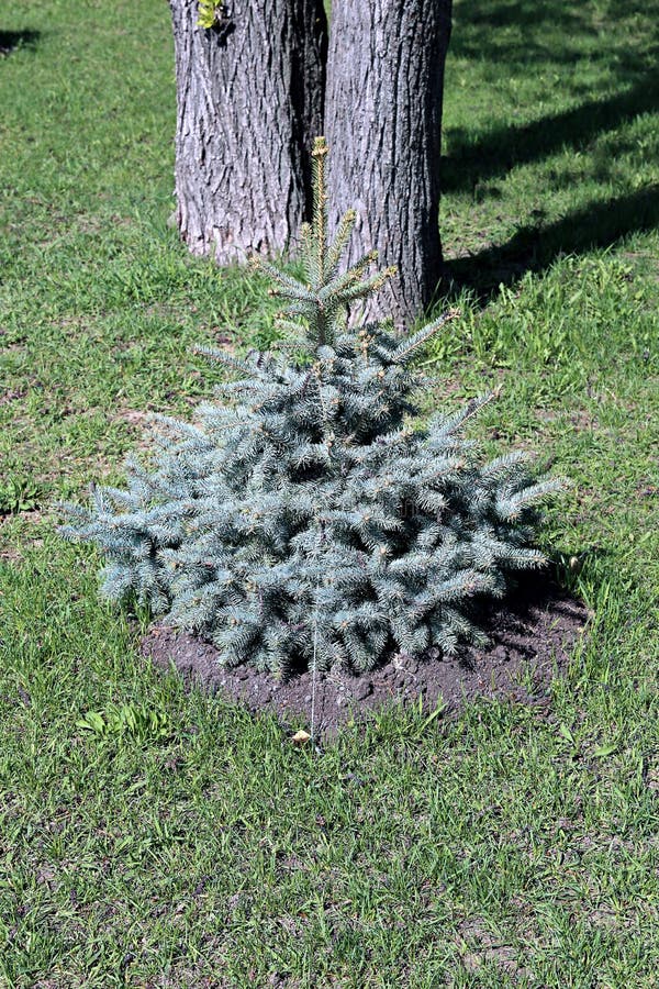 blue spruce seedlings blue spruce seedlings