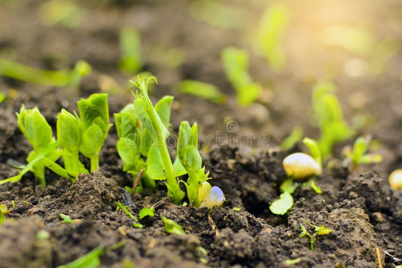 Green peas on branches stock photo. Image of ervilhas 135079490