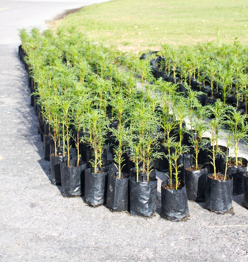 Young Plants In Planting Bags Stock Photo Image of earth, farming