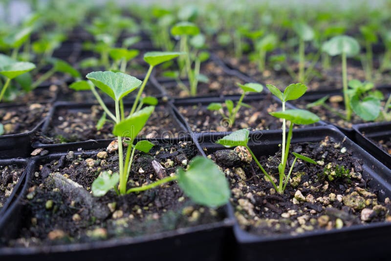 Young Plants Start Growing in the Nursery Pots Stock Image Image of