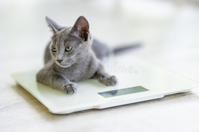 103 Kitten Scales Stock Photos - Free & Royalty-Free Stock Photos from  Dreamstime
