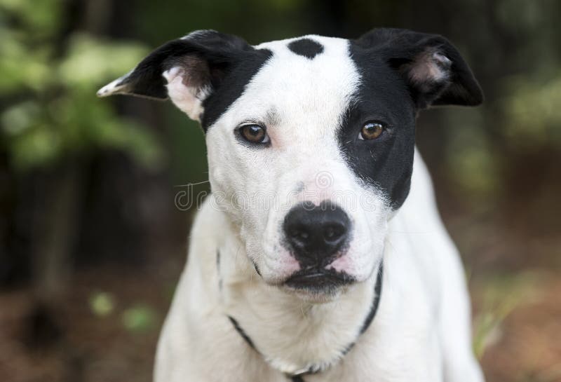 White and Black Patches Mixed Breed Mutt Dog Pet Adoption Photo Stock