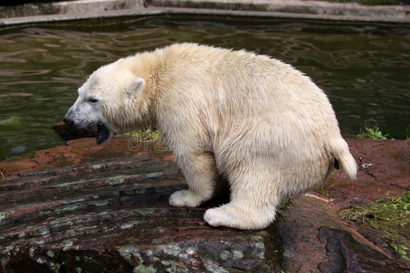 Two Young Polar Bears Playing Stock Photo Image of bear, happy 21114662