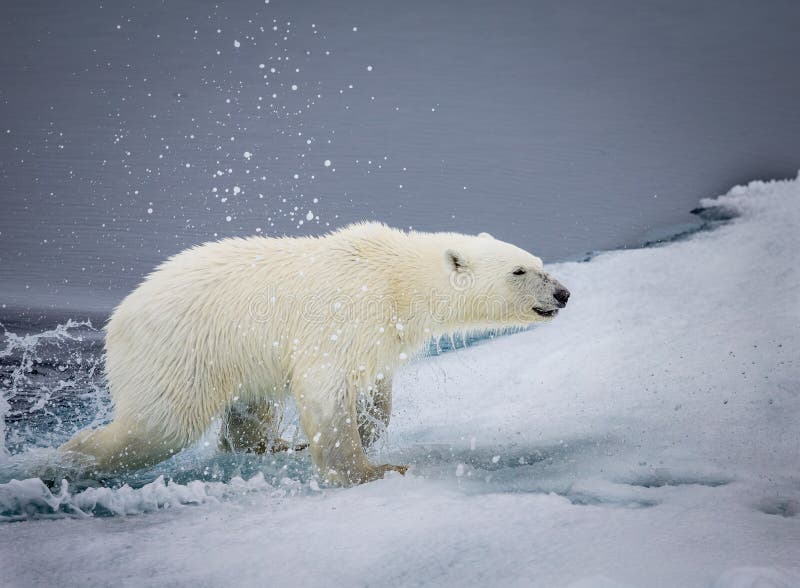 Young polar bear comes out of water