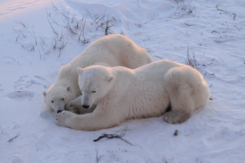 A Young Polar Bear With Mom