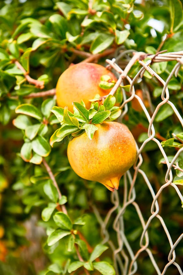 Young pomegranate fruits stock photo. Image of branch 156857182