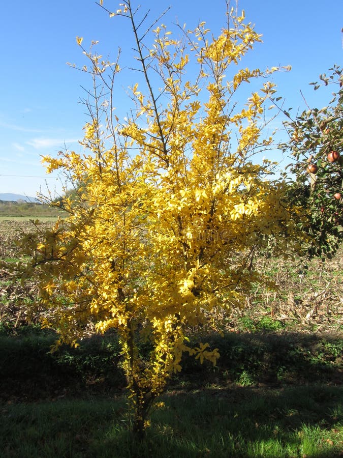 Young Pomegranate Tree with Yellow Autumn Leaves . Fall Colors Stock