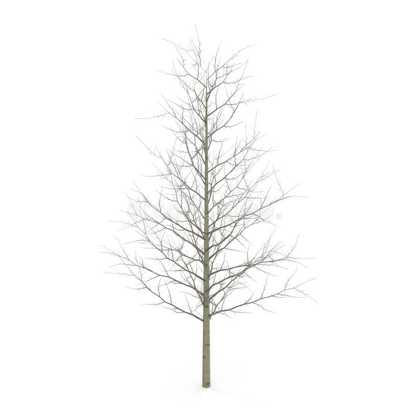 Young Poplar Tree without Leaves. Isolated Over White. 3D Illustration ...