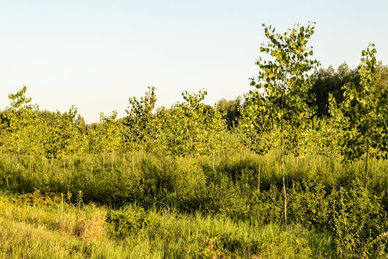 Young poplar trees stock photo. Image of beautiful, path 81018248