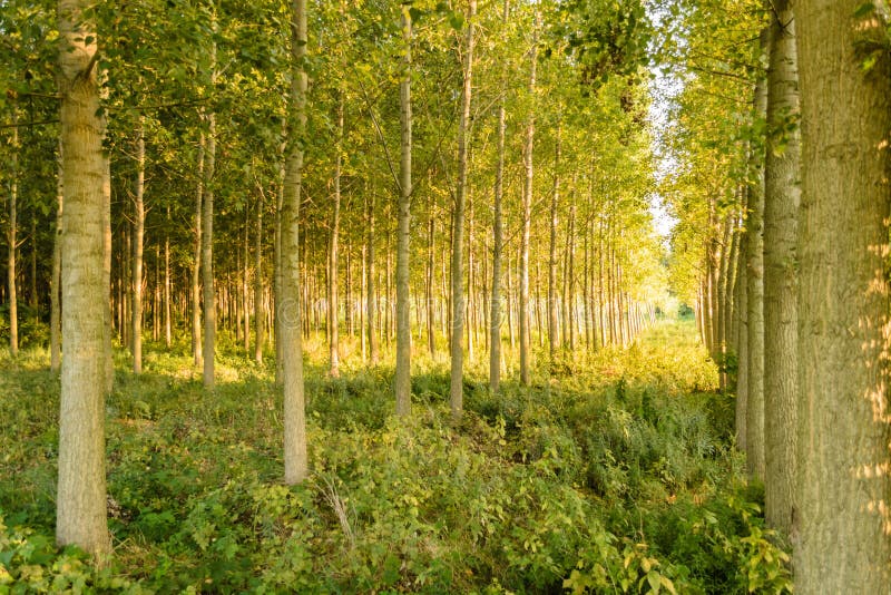 Young poplar trees stock image. Image of green, leaf 81018447