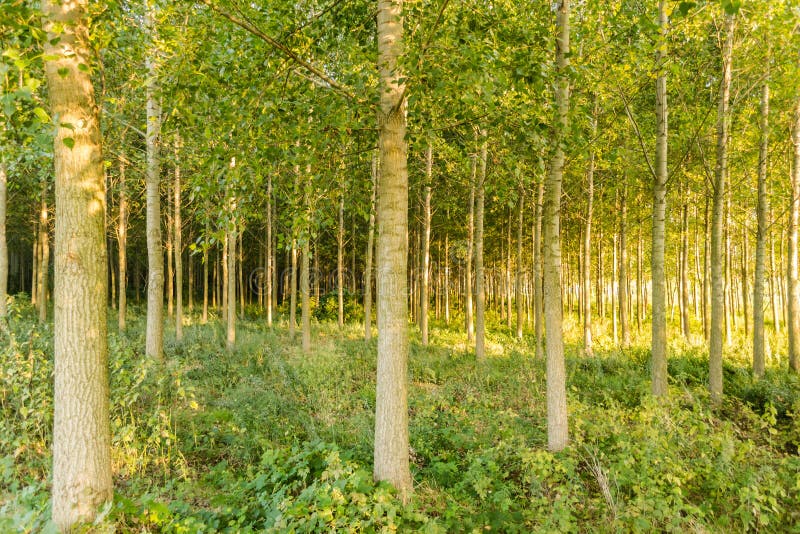Young poplar trees stock image. Image of season, nature 81018487