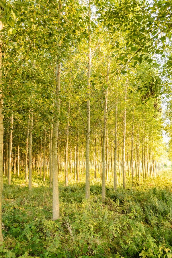 Young poplar trees stock photo. Image of environment 81018636