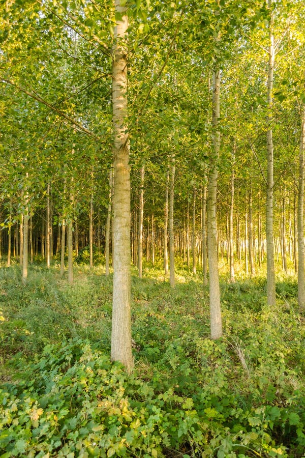 Young poplar trees stock photo. Image of light, early 81036818
