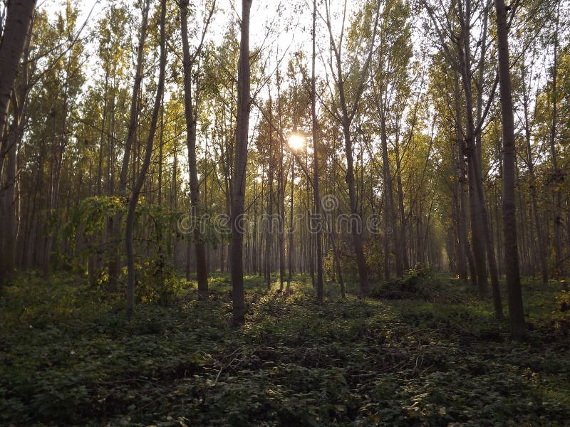 Young poplar trees stock image. Image of fresh, garden 81037999