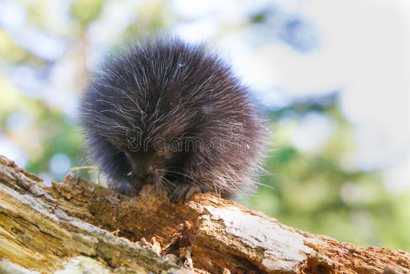 Young porcupine baby royalty free stock images Young porcupine baby royalty free stock images