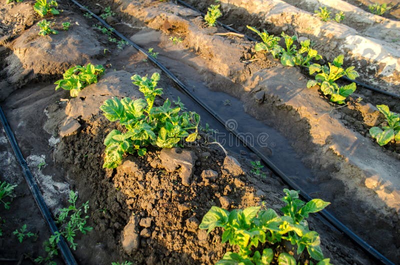 Young potato grow in the field and irrigated with drip irrigation. Growing organic vegetables. Agriculture. Farming. Farm. Selective focus royalty free stock images Young potato grow in the field and irrigated with drip irrigation. Growing organic vegetables. Agriculture. Farming. Farm. Selective focus royalty free stock images
