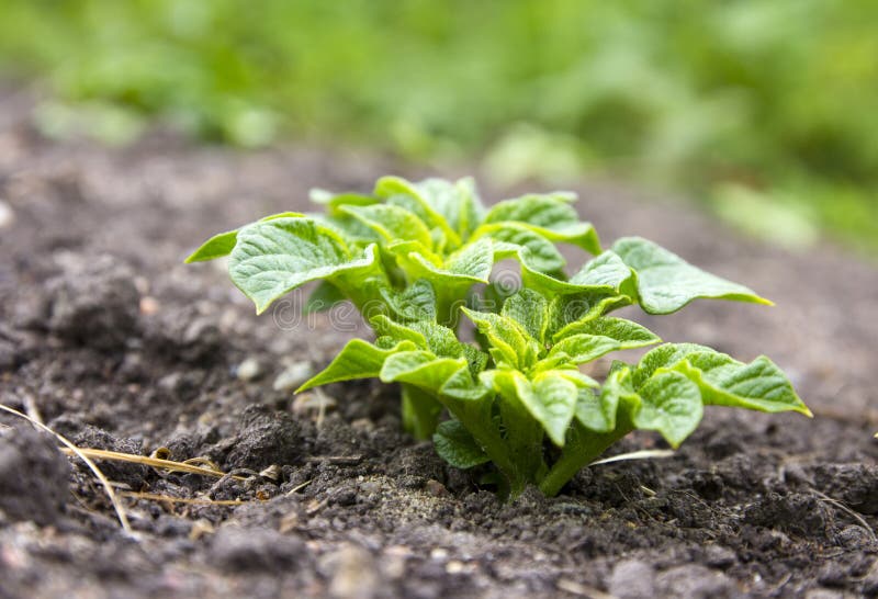 Young potato plant stock photo. Image of culinary, agriculture 55814968