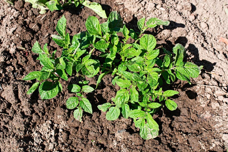 Young potato plant stock image. Image of grow, agricultural 97410743
