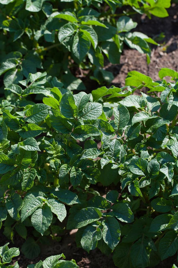 Young potato plant growing on the soil.Potato bush in the garden royalty free stock images Young potato plant growing on the soil.Potato bush in the garden royalty free stock images