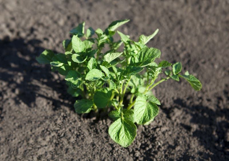 Young potato plant stock image. Image of harvest, agriculture 31308569