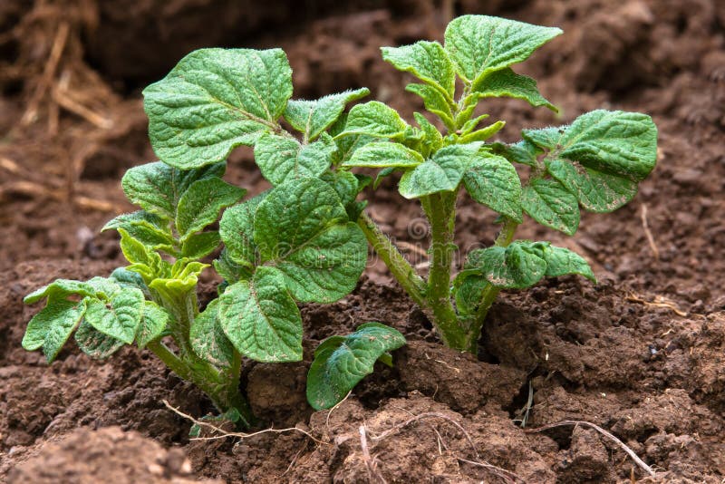 Young Potato Plant Growing In The Vegetable Garden Stock Image Image of potato, earth 63256855