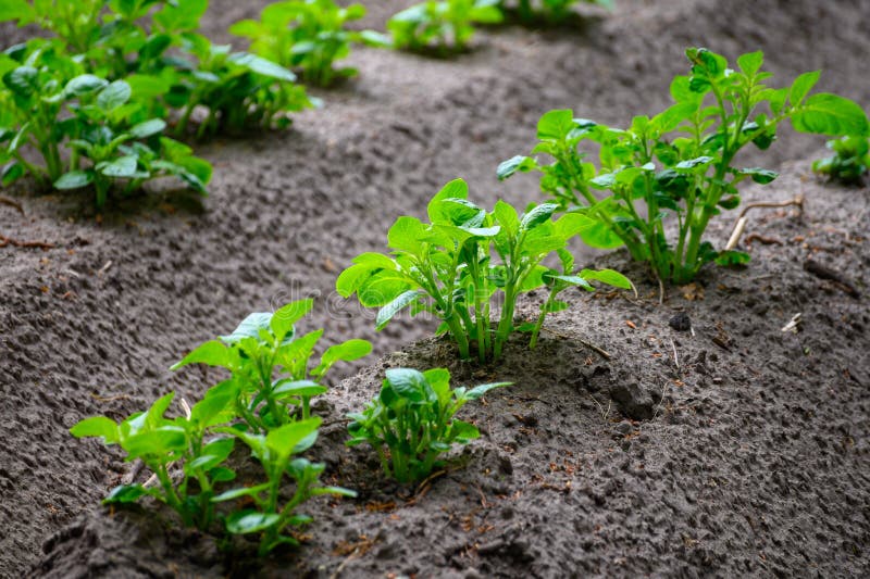 Young Potato Plants Growing on Farm Field in Springtime Stock Photo Image of organic, nature