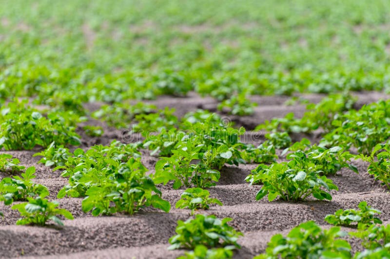 Young Potato Plants Growing on Farm Field in Springtime Stock Image Image of plants, plant