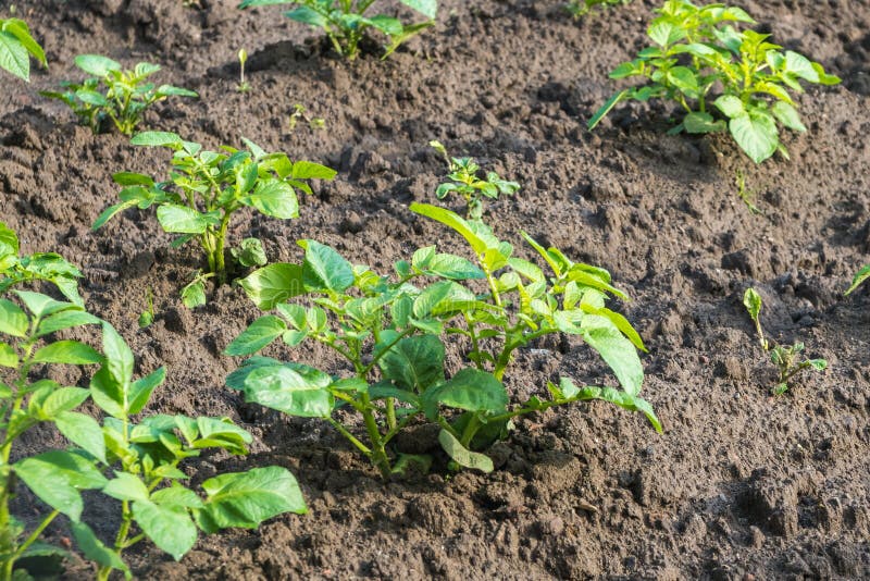 Young Potato Plants Growing in the Vegetable Garden Stock Photo Image