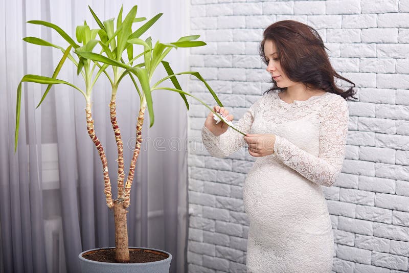 Young pregnant woman stands near window and brick wall, dusting leaves of big plant in her cosy appartment, wears white drees, stock photos Young pregnant woman stands near window and brick wall, dusting leaves of big plant in her cosy appartment, wears white drees, stock photos