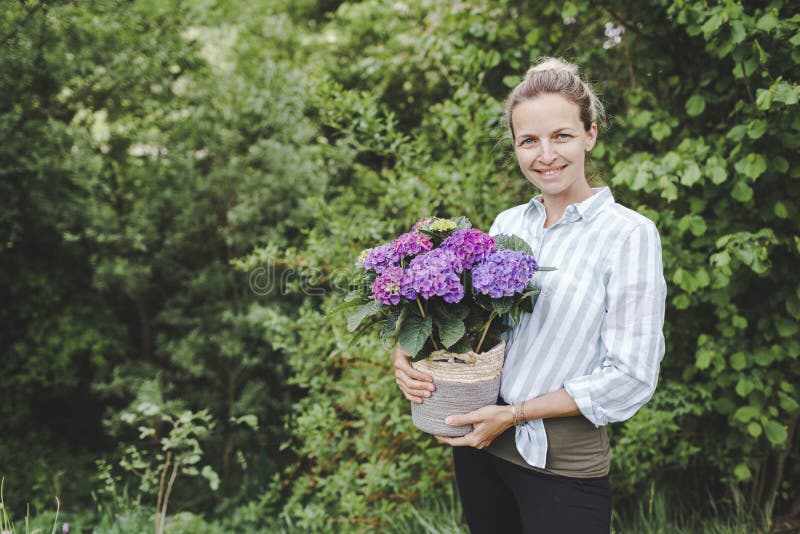Young pretty blonde woman is holding many purple hydrangeas in her hand in her garden and is happy royalty free stock photo