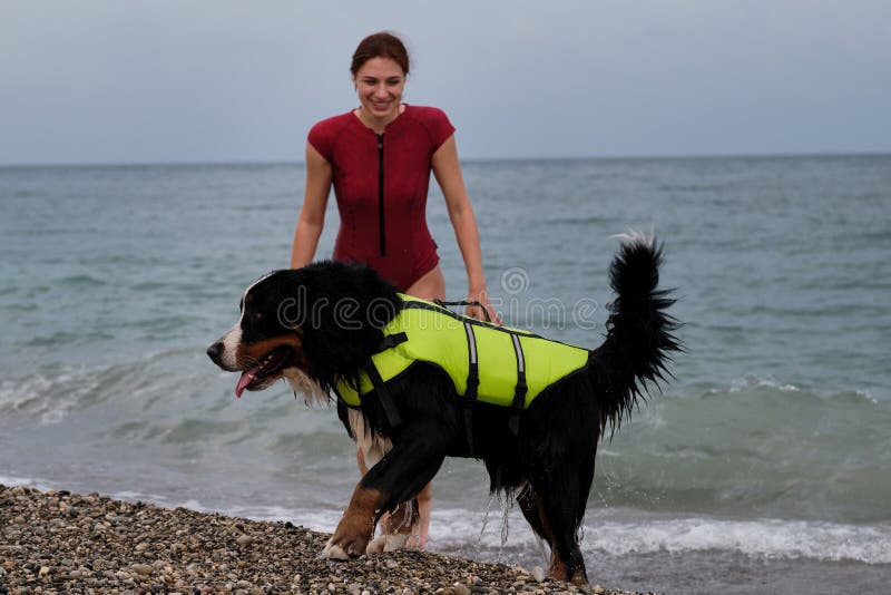 Bernese Mountain Dog is lifeguard and bodyguard on water and on land. Young pretty Caucasian red haired girl comes out of sea with