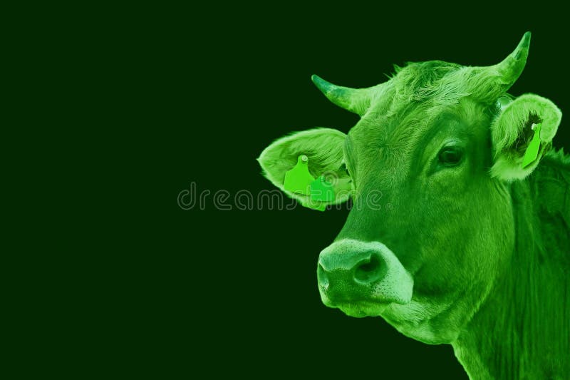 A young pretty cow with horns in green for st patrick s day stock foto