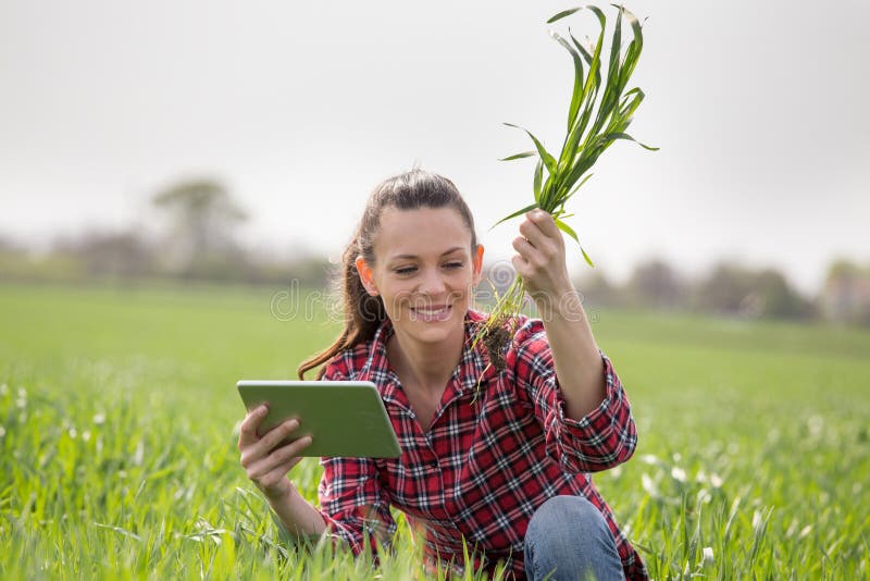 Young pretty farmer woman in plaid shirt squatting in green wheat field and...