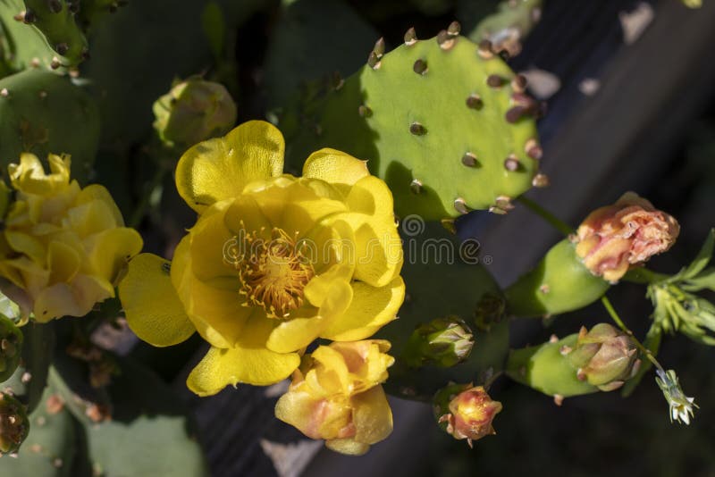 Overhead view of a prickly pear cactus blooming with yellow flowers..