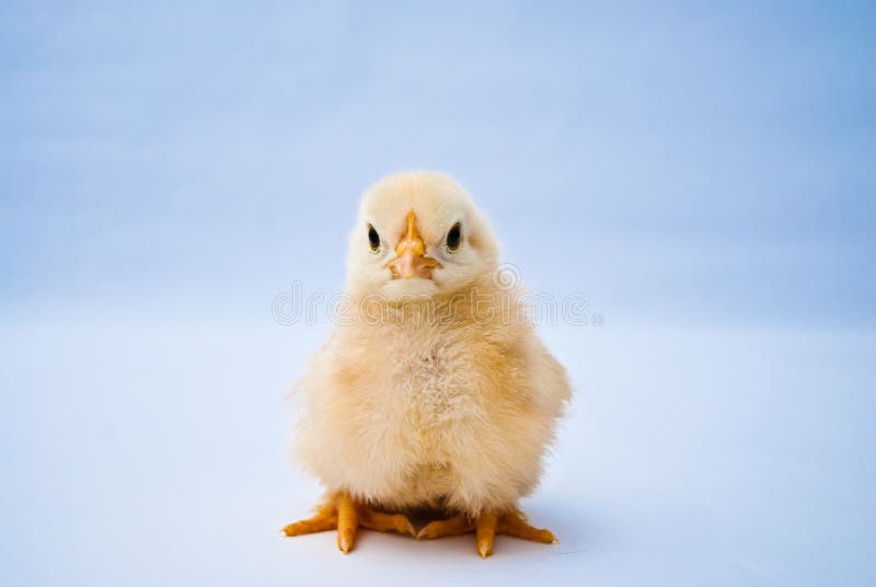 Young puffy chick portrait stock photo. Image of baby ...