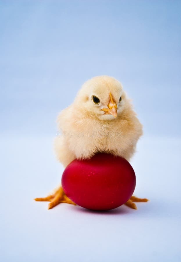 Young Puffy Chick Standing Over Red Egg Stock Image Image Of Peeper Chicken 39940933