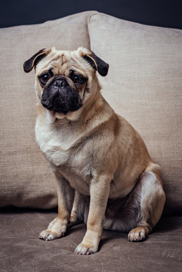 Young pug dog stock photo. Image of cheerful, mastiff 141209726