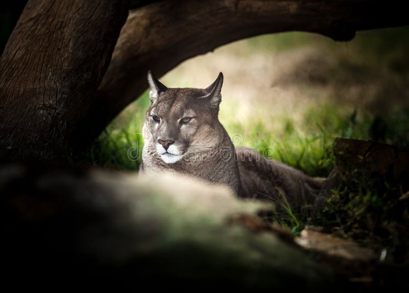 animal puma in romania