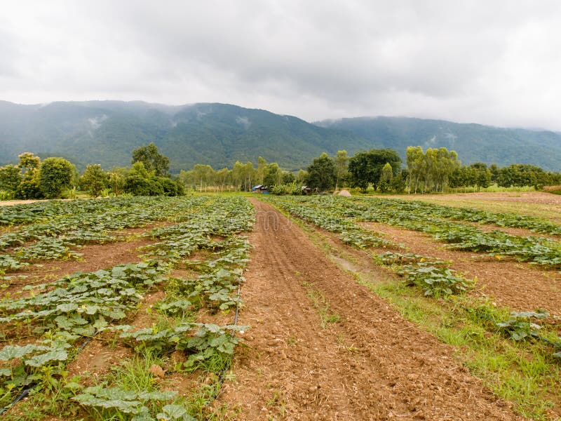 Young Pumpkin Plant Growing Stock Photo Image of food, green 64659752