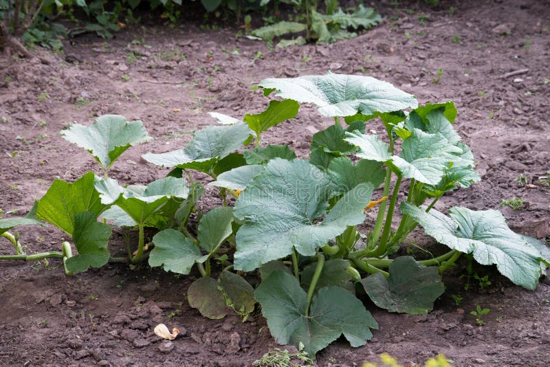 Young pumpkin plant stock photo. Image of green, agriculture 67991432