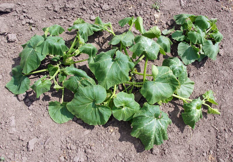 Young Pumpkin Plant stock image. Image of organic, plant 103445581