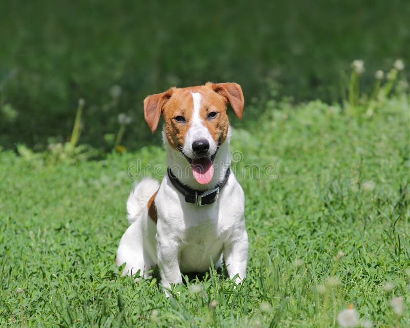 Young puppy dog Jack Russell terrier