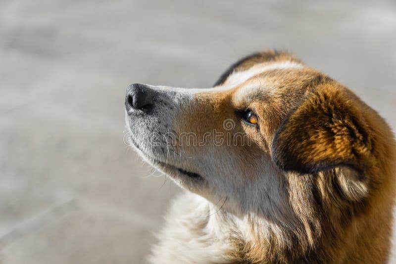 Young puppy dog looking up with an open eye looking afar