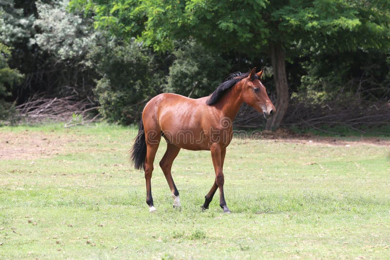 Young purebred horse peaceful grazing on pasture