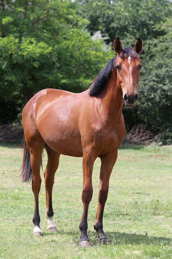 Young purebred horse peaceful grazing on pasture