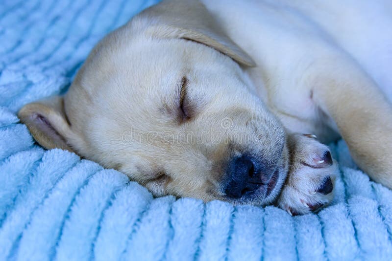 Young Purebred Puppy of Labrador Retriever Sleeping on a Bed Stock